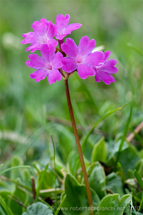 Primula spectabilis